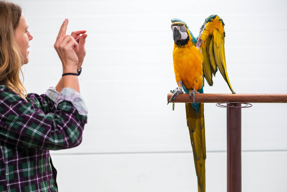 Targettraining & basisgedragscoaching