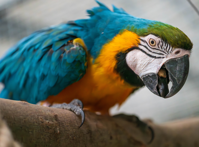 Hormonaal gedrag begrijpen & begeersen