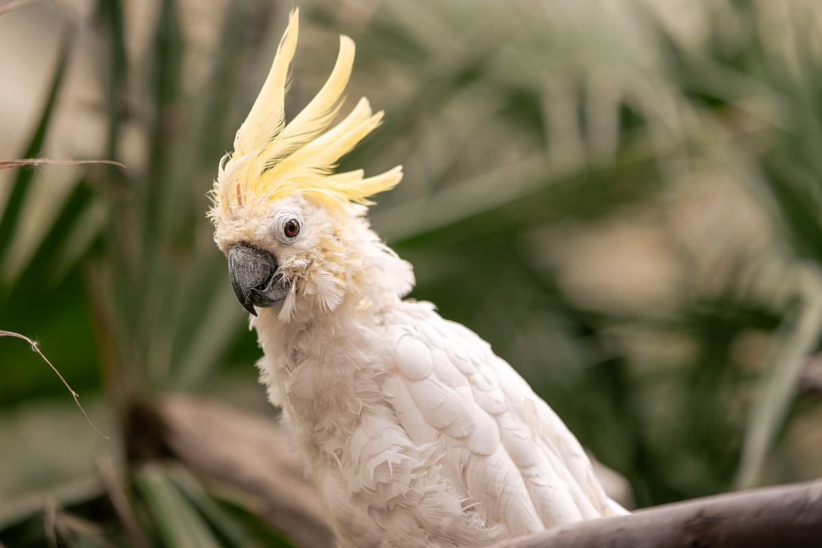 Lichaamstaal & communicatie van papegaaien