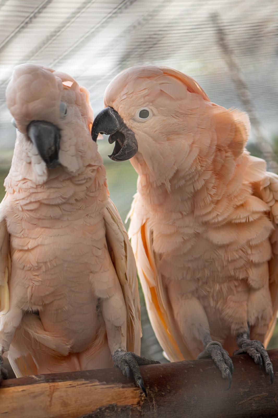 Schreeuwgedrag & oplossingsstrategieën